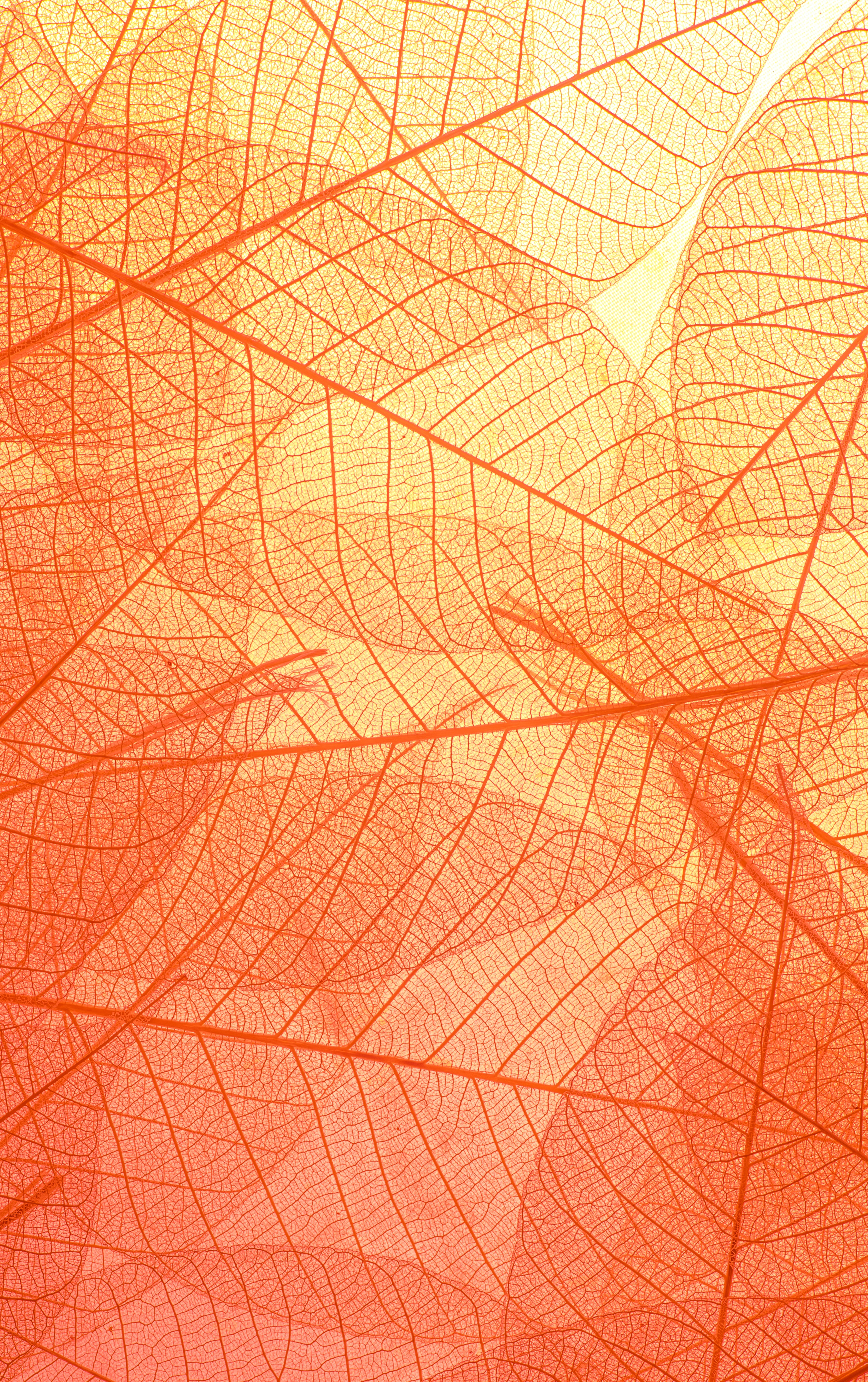 Signal: AI-Augmented Creativity